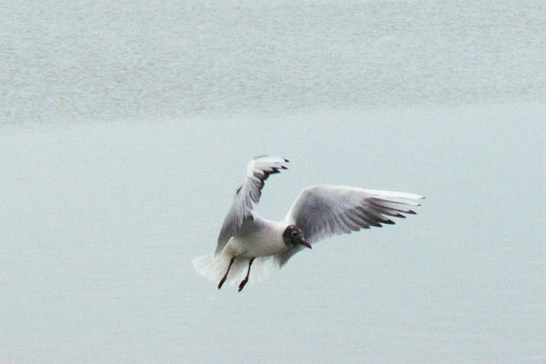 seagull #7
