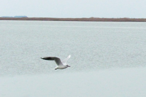 seagull #8