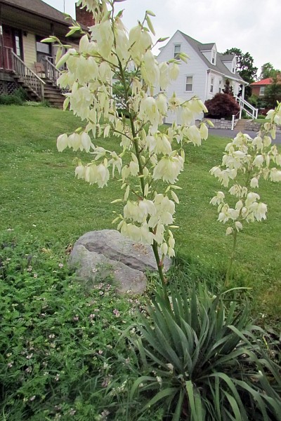 the yucca plant this summer