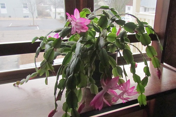 a daytime photo of our Christmas Cactus
