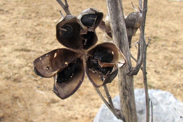 the dried seed pod of the yucca plant