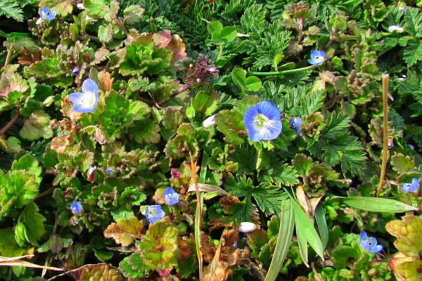 a group of Persian Speedwell fkiwers