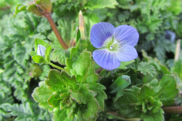 close-up of Persian Speedwell