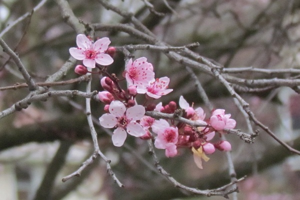 Ornamental Plum tree blooms