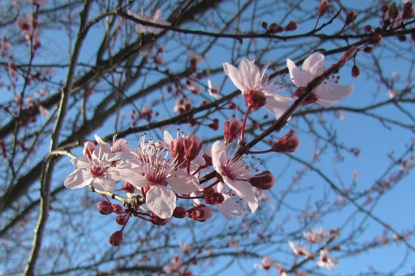 Ornamental Plum blossoms on a sunny day