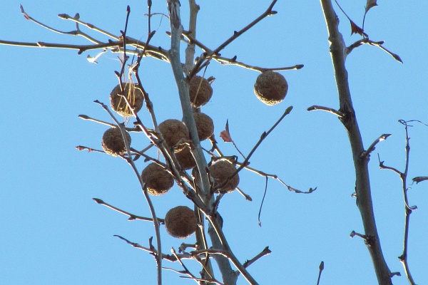 Sycamore fruit in daytime
