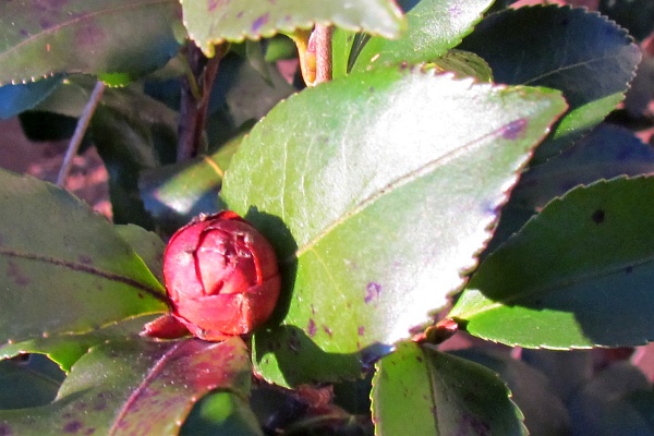 Camellia bud