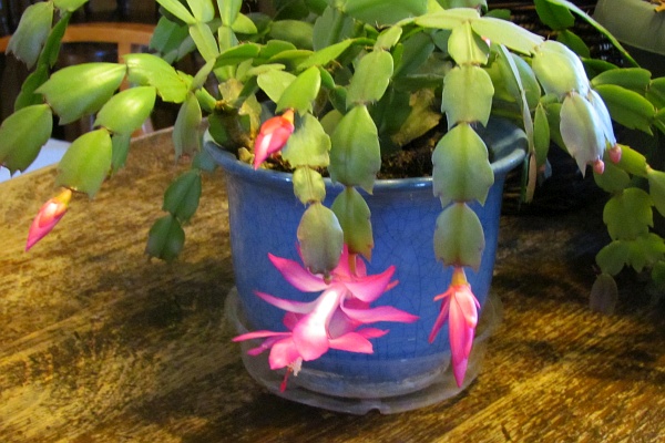 Christmas Cactus in bloom in March