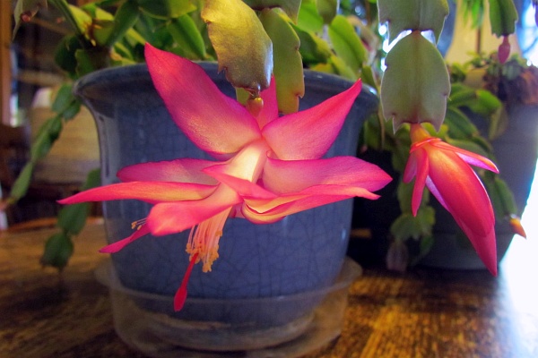 close-up of a blooming Christmas Cactus in March