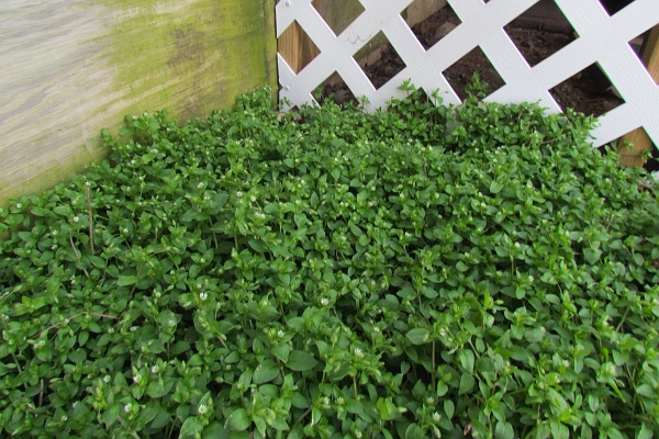 a wide-angle shot of the mass of Chickweed