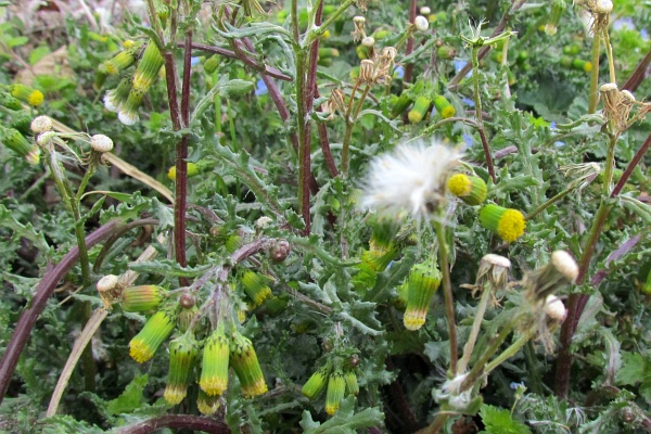 close view of Common Groundsel buds and seed head