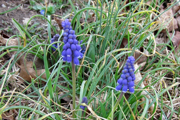 Grape Hyacinth 