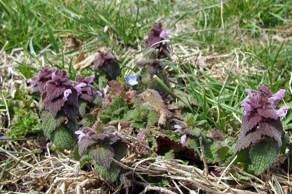 a ring of Purple Deadnettles around a Persian Speedwell flower