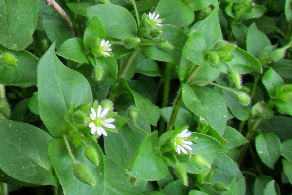a closer look at a Chickweed flower