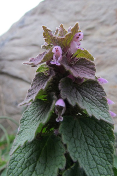 close view of a single Purple Deadnettle plant and flowers
