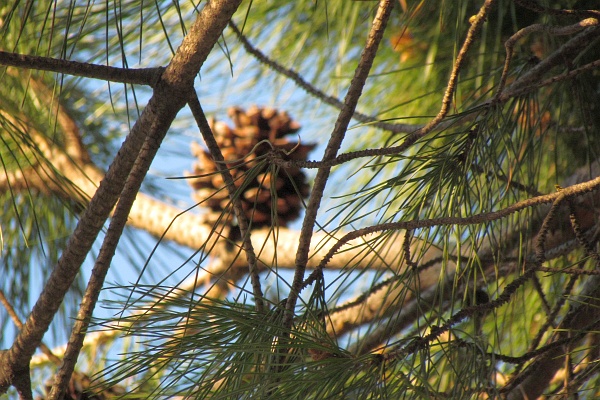 another cone in a tree