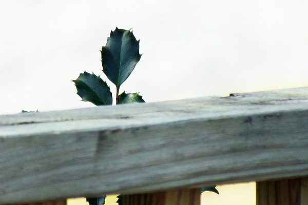 holly leaves over deck railing