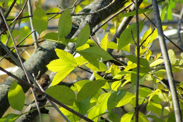 yellow-green leaves of an ash tree