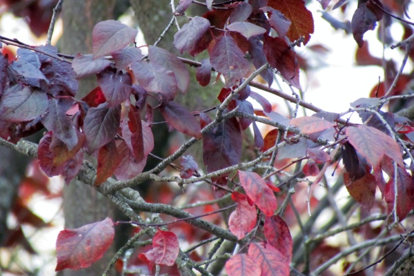 flowering plum leaves
