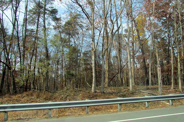 trees along the side of I-64 west from Charlottesville