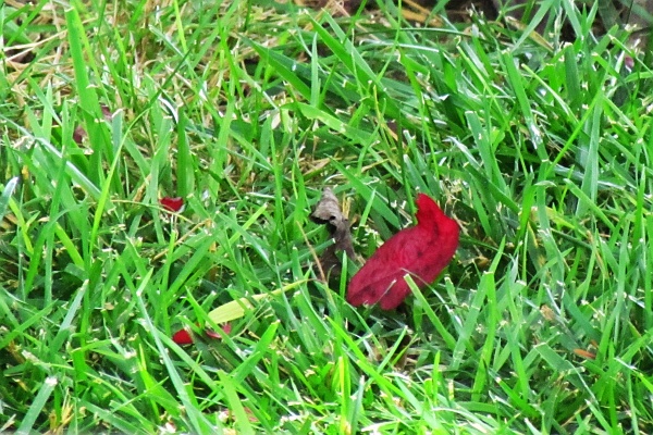 a red leaf in the grass
