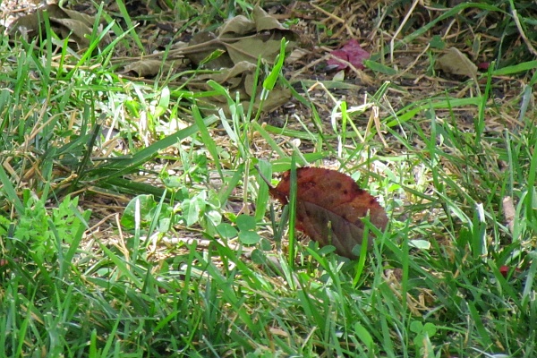 a brown leaf in the grass