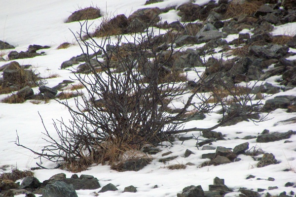 dried bush on snowy rocky soil