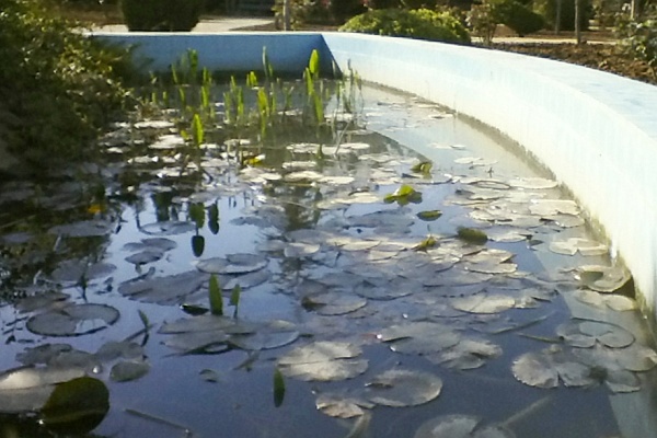 lily pads in a small pond in a parking lot, Tirana, Albania