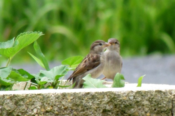 two female house sparrows on a low wall