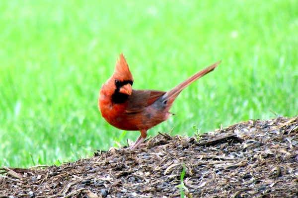 a male cardinal searches for food on the ground