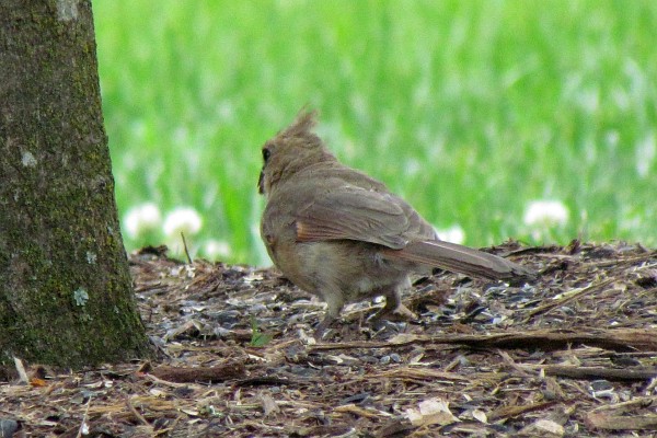 a female cardinal on the ground