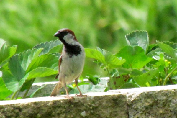 male house sparrow on a low wall