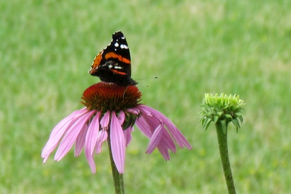 Red Admiral Butterfly (Vanessa atalanta) on a cone flower #1