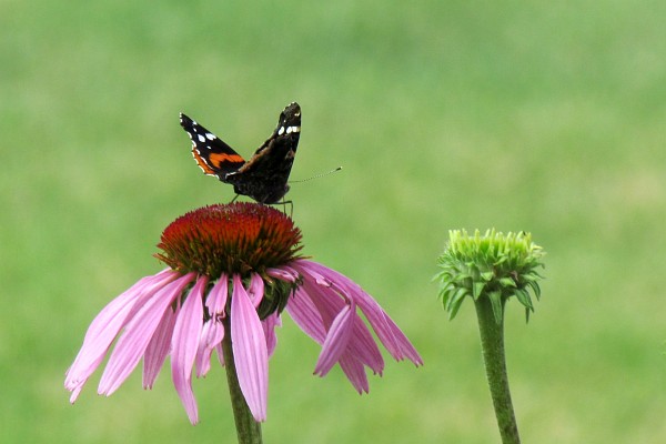 butterfly on a cone flower #2