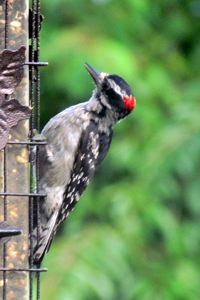 make downy woodpecker at the feeder