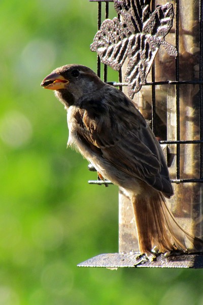 female house sparrow on the feeder