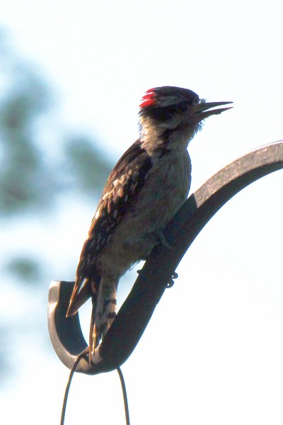 male downy woodpecker on the shepherd's crook