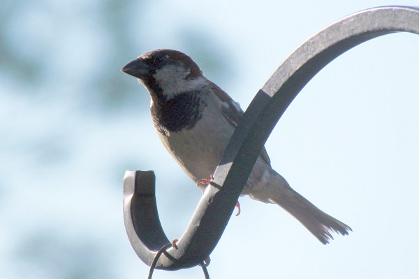 male hourse sparrow on the shepherd's crook