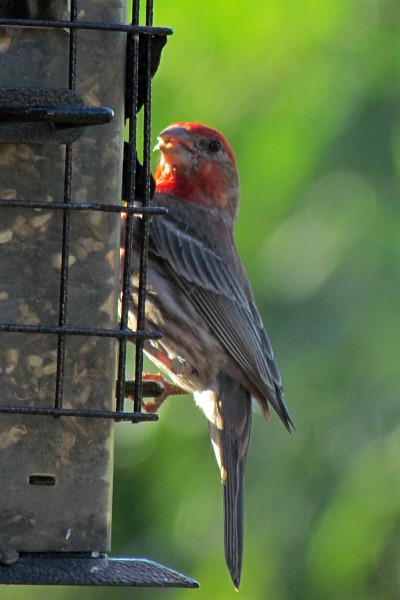 male house finch at a feeder