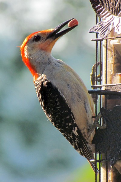 red-bellied woodpecker grabs a seed to eat
