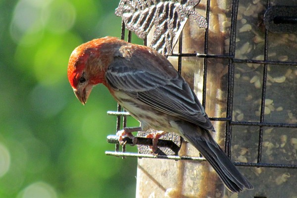 male house finch bows his head to look down