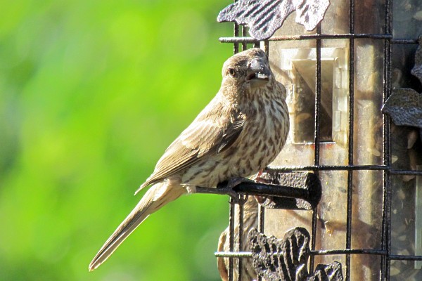 female house finch at feeder looks my way