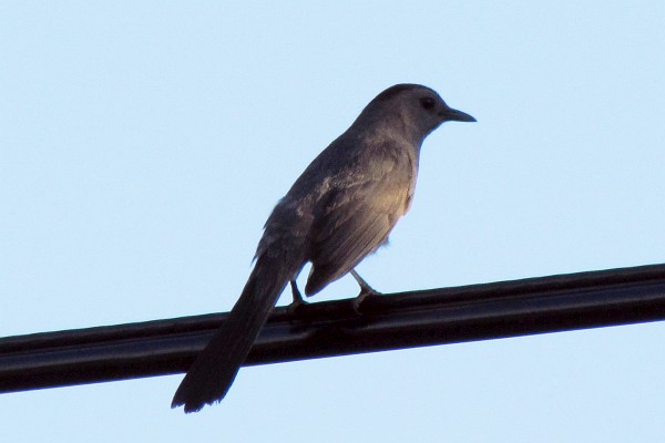 northern mocking bird on an electrical wire