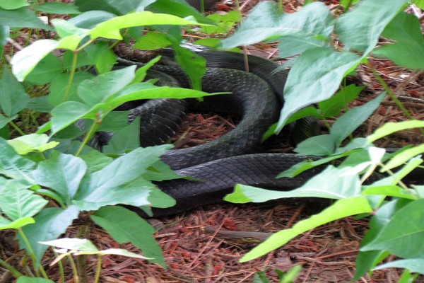 a black rat snake hiding under some low undergrowth