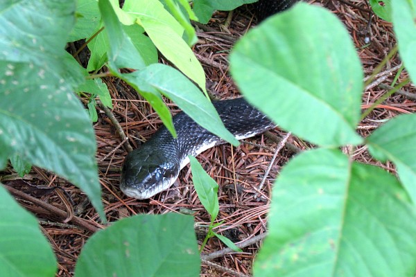 the head of the black rat snake