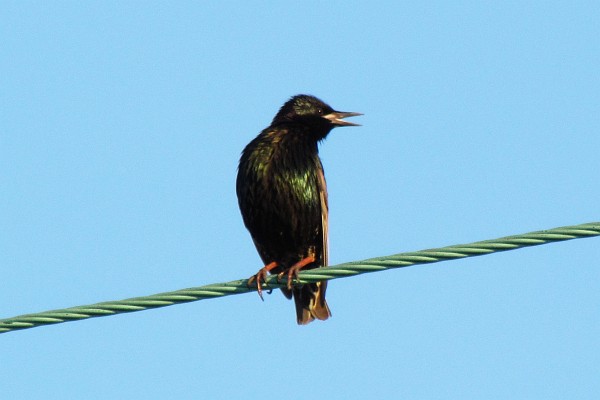 european starling on an electrical wire
