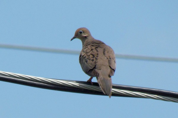 mourning dove on an electrical wire