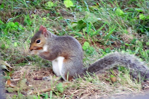 a gray squirrel