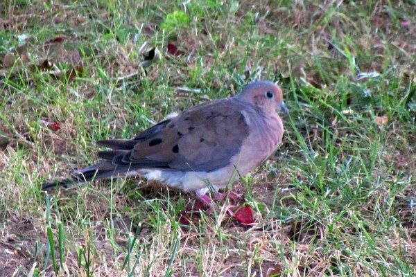 mourning dove #1