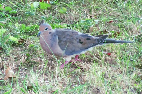 mourning dove #2